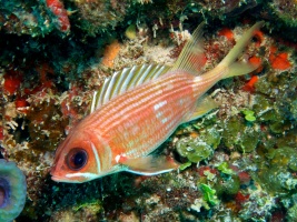 Squirrelfish  IMG 2984
